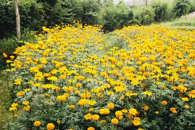 白天的黄花田